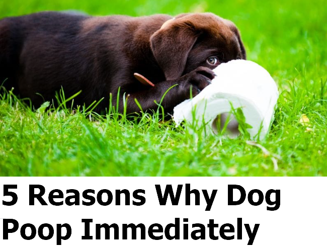 Why Dog Poop Immediately