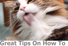How to Help a Cat Pass a Hairball