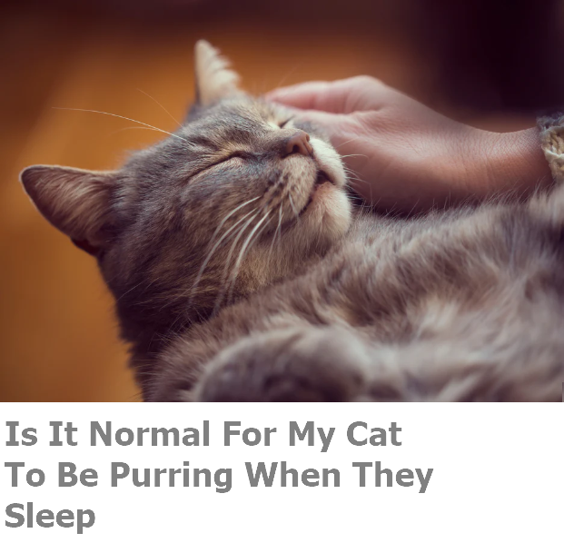 Cat Purring While Sleeping