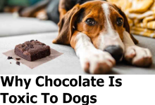 Why Chocolate Is Toxic To Dogs