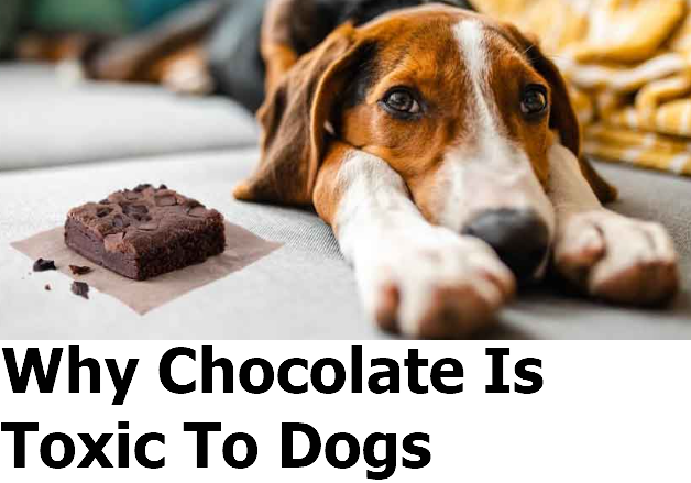 Why Chocolate Is Toxic To Dogs