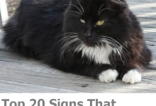 Signs of a Sick Cat