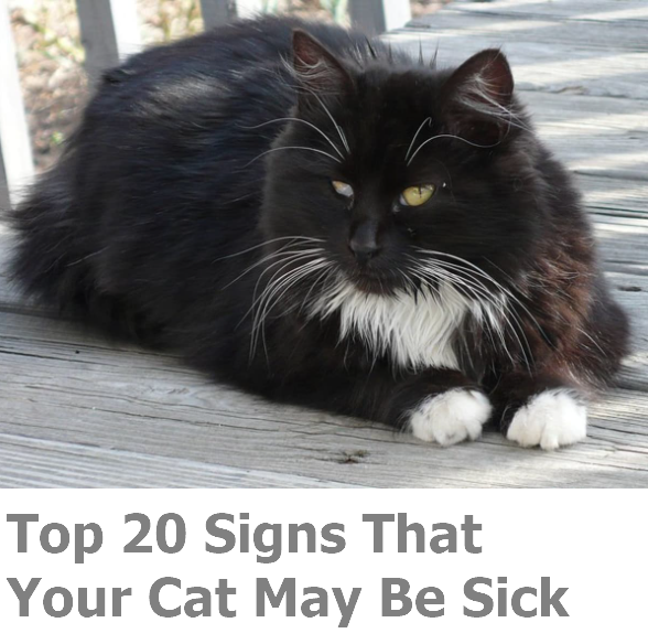 Signs of a Sick Cat