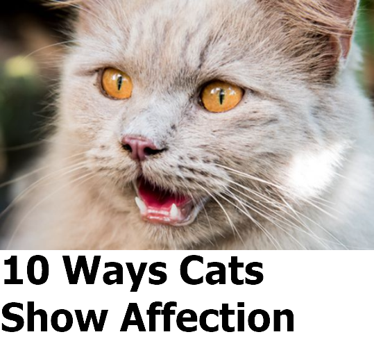 Cats Show Affection