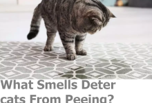 What Smells Deter cats From Peeing