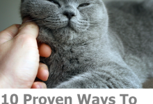 How to Help a Cat in Heat Calm Down