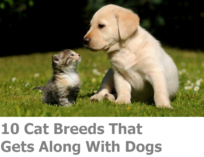 Cat Breeds That Gets Along With Dogs
