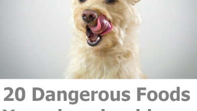 Dangerous Foods Your dog should Never Eat
