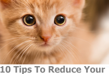 Reduce Your Cat Anxiety And Stress
