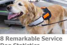 Service Dog Statistics