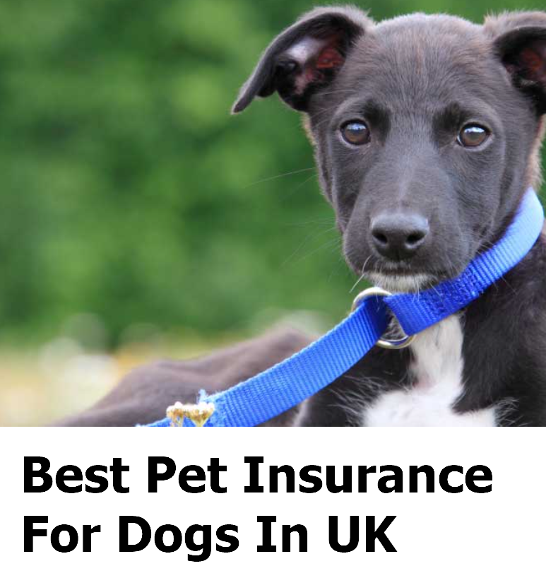 Best Pet Insurance For Dogs In UK