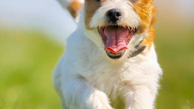 Best Pet Insurance For Dogs In Texas