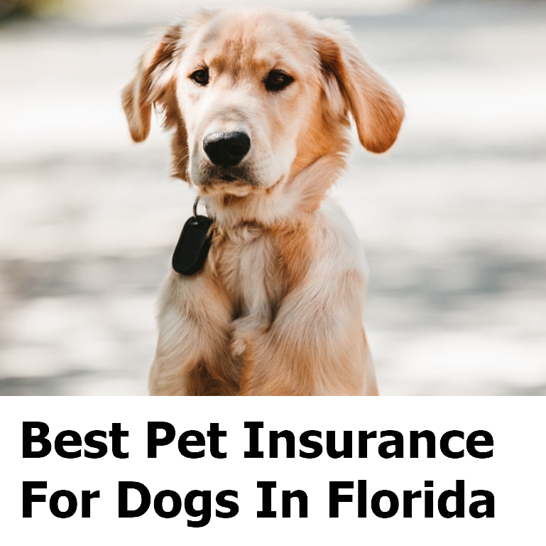 Best Pet Insurance For Dogs In Florida