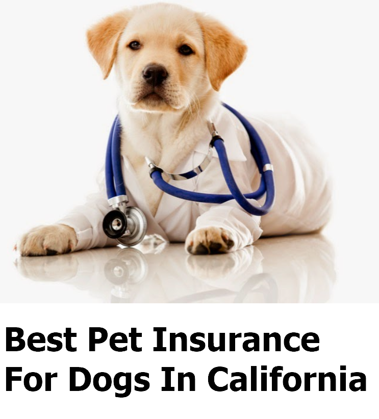 Best Pet Insurance For Dogs In California