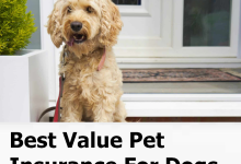 Best Value Pet Insurance For Dogs