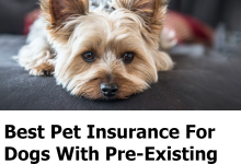 Pet Insurance For Dogs With Pre-Existing Conditions