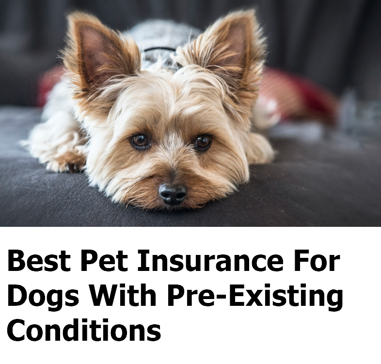 Pet Insurance For Dogs With Pre-Existing Conditions