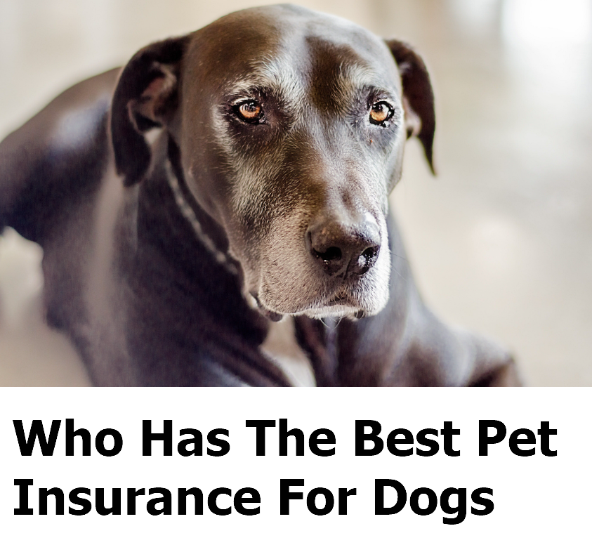 Best Pet Insurance For Dogs