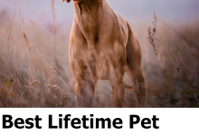 Best Lifetime Pet Insurance For Dogs In UK