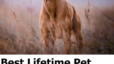 Best Lifetime Pet Insurance For Dogs In UK