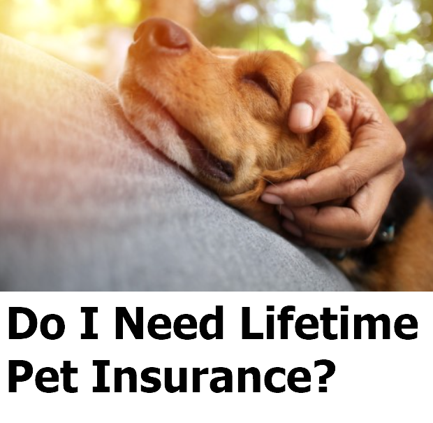 Lifetime Pet Insurance