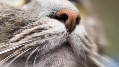Cat nose is dry
