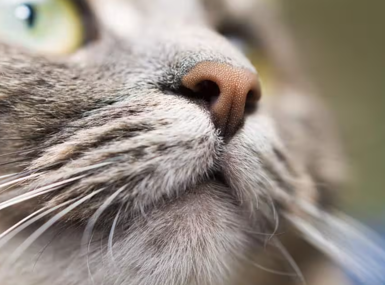 Cat nose is dry