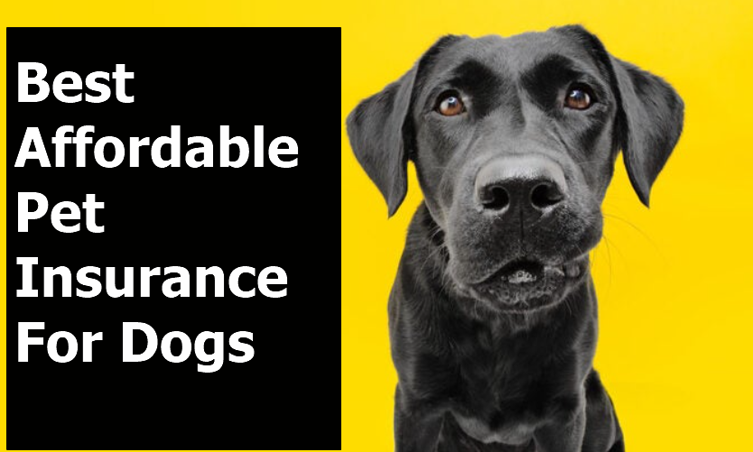 Affordable Pet Insurance For Dogs
