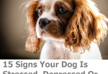Signs Your Dog Is Stressed