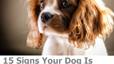 Signs Your Dog Is Stressed