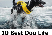 Best Dog Life Jacket
