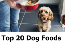 Top Dog Foods