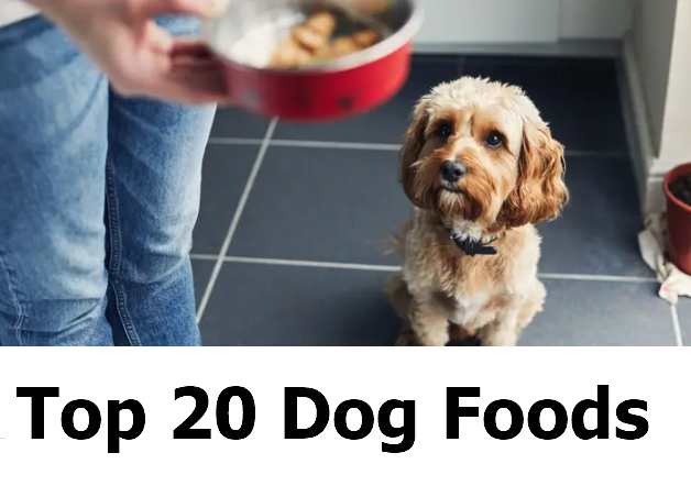 Top Dog Foods