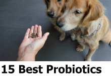 Best Probiotics For Dogs