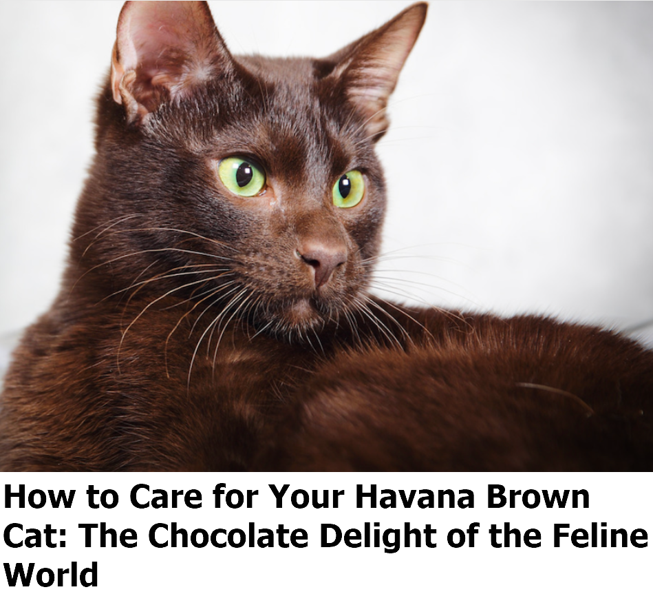How to Care for Your Havana Brown Cat