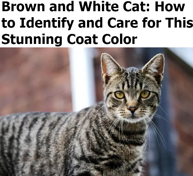 Brown and White Cat