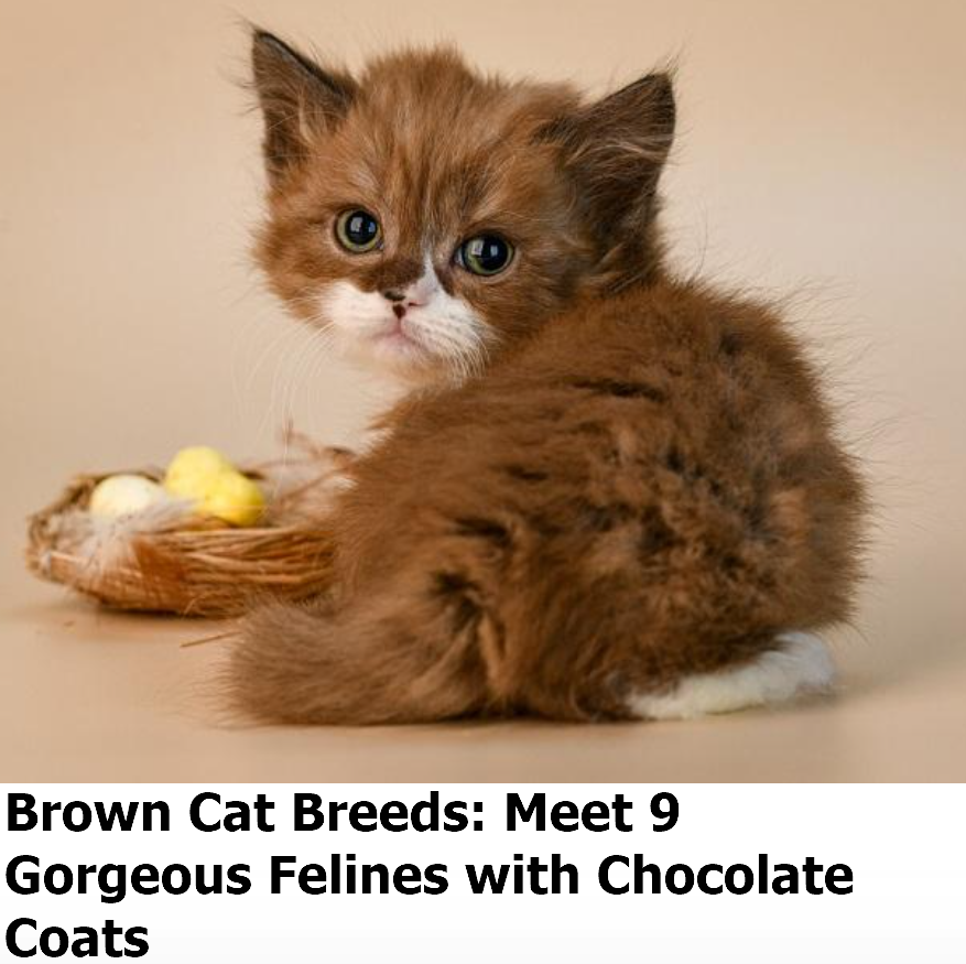 Brown Cat Breeds