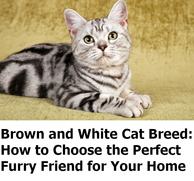 Brown and White Cat Breed