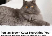 Persian Brown Cats