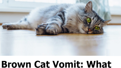 Brown Cat Vomit