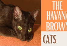 Where to Find Your Dream Havana Brown Cat