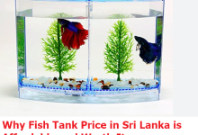 Why Fish Tank Price in Sri Lanka is Affordable and Worth It