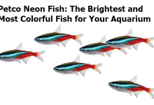 Petco Neon Fish: The Brightest and Most Colorful Fish for Your Aquarium