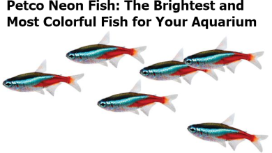 Petco Neon Fish: The Brightest and Most Colorful Fish for Your Aquarium