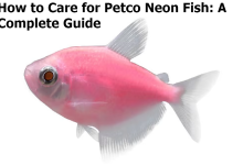 How to Care for Petco Neon Fish