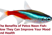 The Benefits of Petco Neon Fish