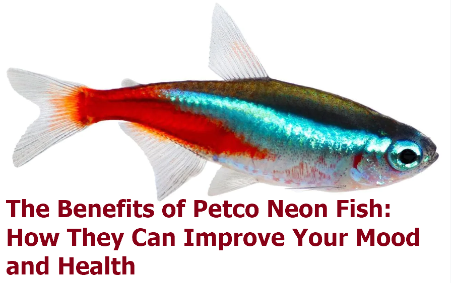 The Benefits of Petco Neon Fish