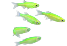 Petco Neon Fish