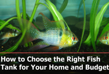 How to Choose the Right Fish Tank for Your Home and Budget