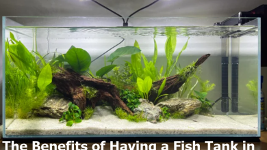 The Benefits of Having a Fish Tank in Your Living Room or Office